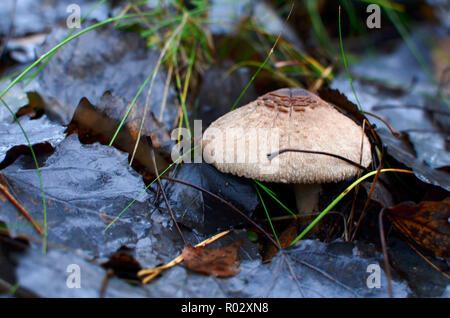 Maitake, ostrica, Faggio, riccio fungo. Il fogliame di autunno in condizioni di tempo piovoso nella foresta sulla terra Foto Stock