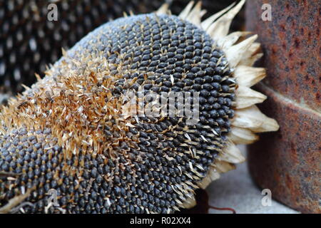 Tutto mature girasoli secco pieno con semi close up. Foto Stock