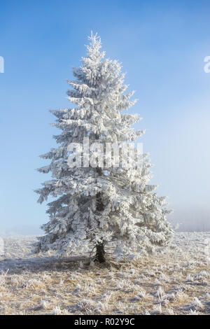 Brina coperto abete rosso albero su un prato Foto Stock