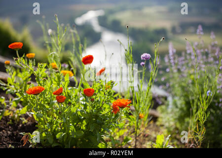 Fiori che crescono su di un pendio con il fiume Dordogna in background Foto Stock