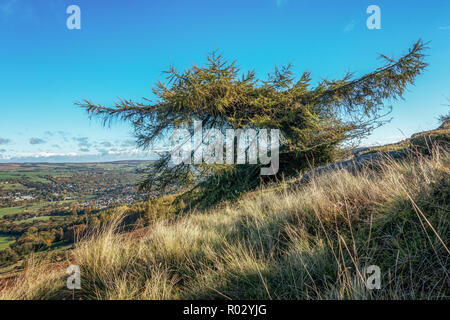 Unico larice in autunno colori su Ilkley Moor con Ilkley città sottostante, West Yorkshire, Regno Unito Foto Stock