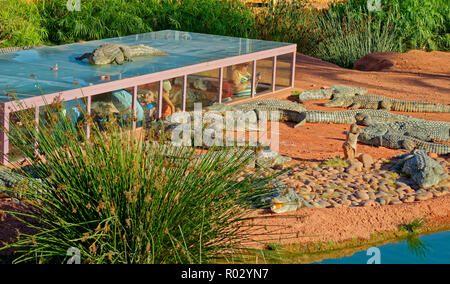 Contenitori di coccodrillo al Croco Park con la visualizzazione pubblica gabbia, Agadir, Souss-Massa provincia meridionale del Marocco, Africa occidentale. Foto Stock