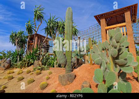 Il giardino dei cactus e funzione passerella aerea a Croco Park, Agadir, Souss-Massa provincia meridionale del Marocco, Nord Africa Occidentale. Foto Stock