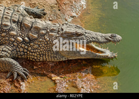 Coccodrillo del Nilo, Crocodylus niloticus. Foto Stock