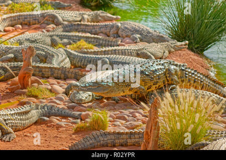 Coccodrilli del Nilo a Croco Parc, Agadir, Souss-Massa Provincia, Marocco. Foto Stock