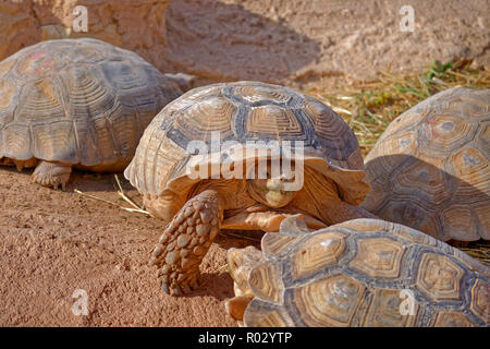 Giant African spronato tartarughe. Foto Stock