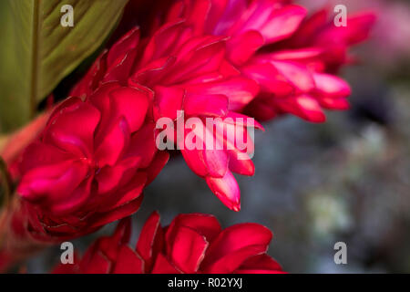 Vriesea fiore nel giardino, fioritura piante vriesea di tropicale Foto Stock