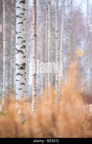 La Betulla (Betula pendula) tronchi di alberi nella foresta di autunno. Foto Stock