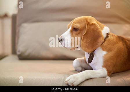 Cane Beagle vivere in appartamento. La posa del cane sul pullman grigio Foto Stock