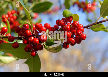 Close-up di rosse bacche di agrifoglio su un ramo di un inglese holly tree llex aquifolium in autunno, Vancouver, BC, Canada Foto Stock