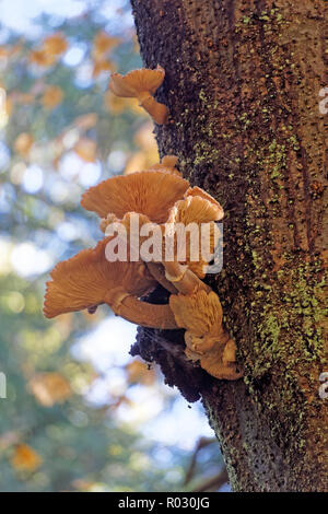 Parte inferiore di funghi dalle dondolazioni arancioni, forse Gymnopilus, che cresce su un albero nel Pacific Spirit Regional Park, Vancouver, BC, Canada Foto Stock