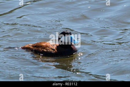 Ruddy duck esplorare lo stagno Foto Stock