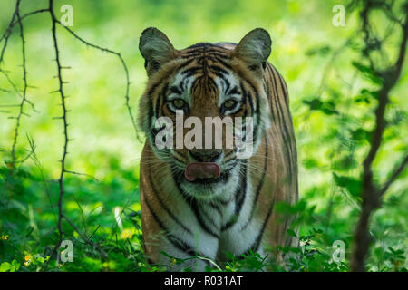 Appena prima della chiusura del parco volta incontrato questa splendida tigre e lei era il roaming in giro per il suo territorio in una stagione dei monsoni a Ranthambore Riserva della Tigre Foto Stock