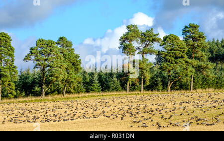 Migliaia di specie migratorie di rosa-footed oche arrivare ad oltre l'inverno in South Lanarkshire, Scozia Foto Stock