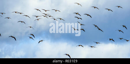 Migliaia di specie migratorie di rosa-footed oche arrivare ad oltre l'inverno in South Lanarkshire, Scozia Foto Stock