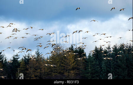 Migliaia di specie migratorie di rosa-footed oche arrivare ad oltre l'inverno in South Lanarkshire, Scozia Foto Stock