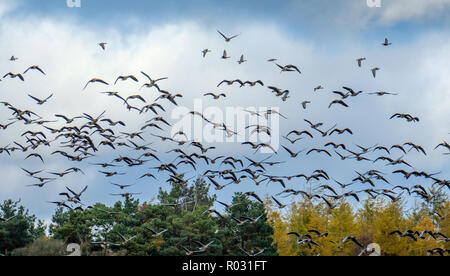 Migliaia di specie migratorie di rosa-footed oche arrivare ad oltre l'inverno in South Lanarkshire, Scozia Foto Stock