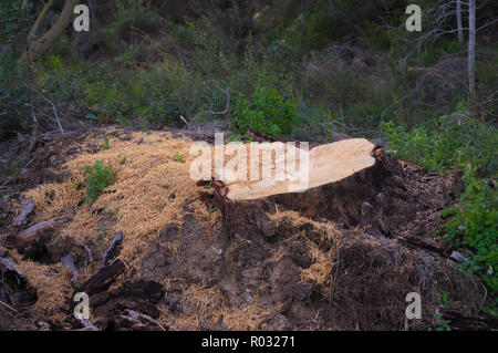 Immagine che mostra il moncone rimanente di un bosco di pini di recente sawed nella foresta Foto Stock