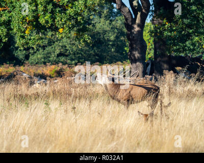 Red Deer Cervo muggito durante la routine Foto Stock