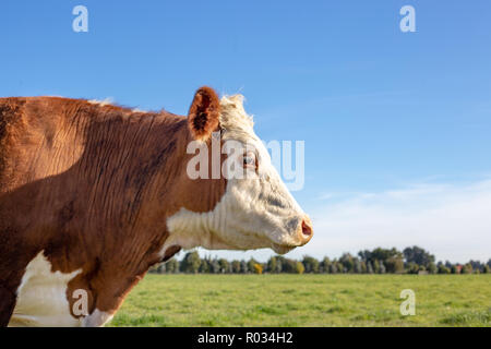 Profilo laterale di un marrone e bianco hereford sterzare in una fattoria campo in primavera in Nuova Zelanda Foto Stock