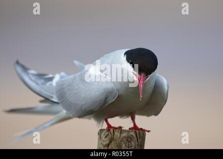 Un Arctic Tern (sterna paradisaea) arroccato fino al bordo della colonia nidificazione e fissando la telecamera, in posa e rendendo il contatto visivo. Foto Stock