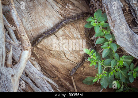 African rock python nel Parco Nazionale di Kruger, Sud Africa ; Specie Python sebae famiglia Pythonidae Foto Stock