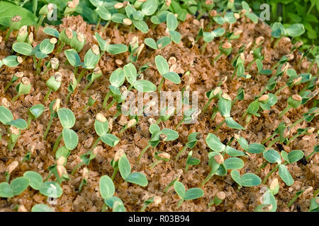 Anguria piccola piantina in crescita in wet segatura di legno Foto Stock