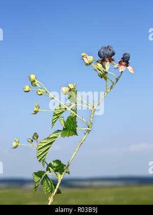 Blackberry bluastro bacche in estate sul campo di fondo ed il cielo blu Foto Stock