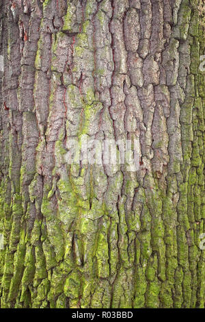 Frammento di corteccia di albero parzialmente coperto con verde muschio Foto Stock