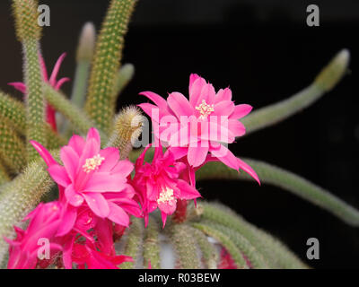 Coda di ratto Cactus fioritura su sfondo scuro. Nome scientifico: Disocactus flagelliformis (Latino), Famiglia: Cactaceae Foto Stock