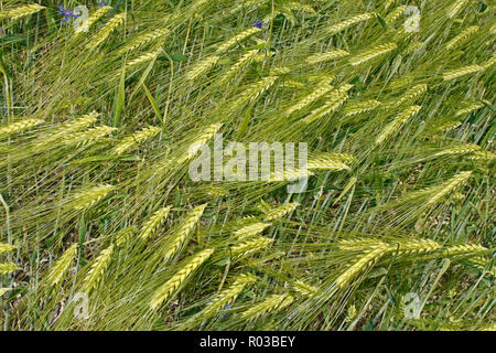 Un gruppo di giovani di orzo verde orecchie. Vista da sopra Foto Stock