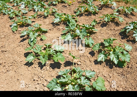 Le righe di verde piante di zucca (Cucurbita pepo) crescere in terreno Foto Stock