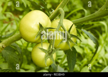 Un cluster di tre grossi pomodori verdi appeso su un ramo in serra Foto Stock