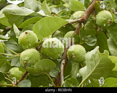 I giovani della mela verde frutti con gocce d'acqua dopo la pioggia appeso su un ramo Foto Stock