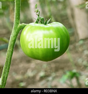 Verde grande pomodoro immaturo appeso sullo stelo nella serra di close-up Foto Stock