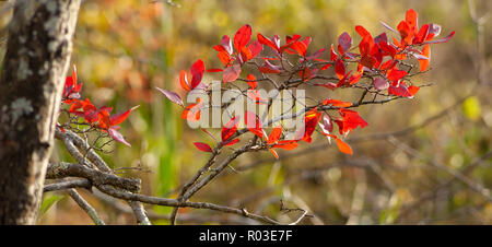 Ramoscelli di una Northern highbush mirtillo, rosso con foglie di autunno. Massa di Audubon Broadmoor Wildlife Sanctuary, Natick, Massachusetts, STATI UNITI D'AMERICA Foto Stock