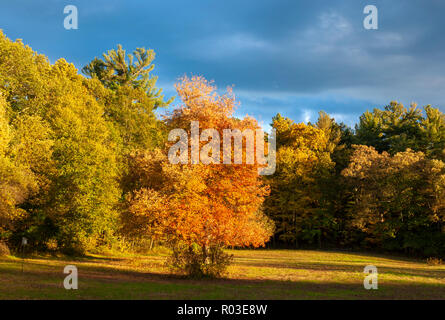 Prato e bosco misto con alberi a cambiare colore in autunno. Autunno nel New England. Aceri e faggi e pini. Broadmoor Wildlife Sanctuary, MA Foto Stock