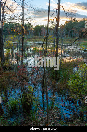 Una palude con sommerso alberi sfrondato al tramonto. Bosco misto con alberi a cambiare colore. Autunno nel New England. Broadmoor Wildlife Sanctuary, MA NOI Foto Stock