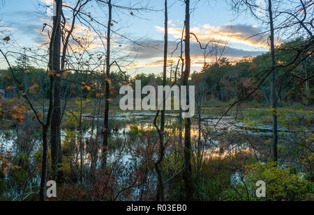 Una palude con sommerso alberi sfrondato al tramonto. Bosco misto con alberi a cambiare colore. Autunno nel New England. Broadmoor Wildlife Sanctuary, MA NOI Foto Stock