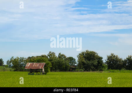 Piccolo capanno sul campo di riso nella provincia di Sukhothai, Thailandia. Foto Stock