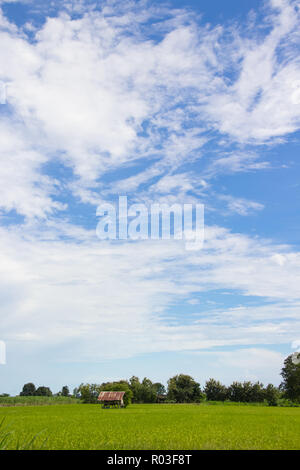 Piccolo capanno sul campo di riso nella provincia di Sukhothai, Thailandia. Foto Stock