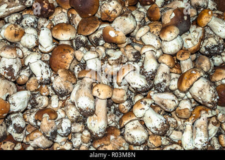 Fresco di funghi porcini. Raccolta di piccoli funghi selezionato. Foto Stock