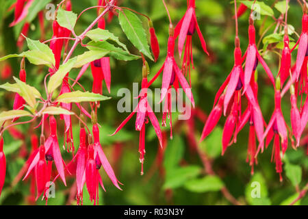 Lady's Eardrops Fuchsia magellanica " Purple Mountain' Foto Stock