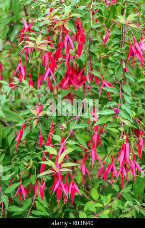 Lady's Edrops Hardy Fuchsia magellanica "montagna viola" Foto Stock