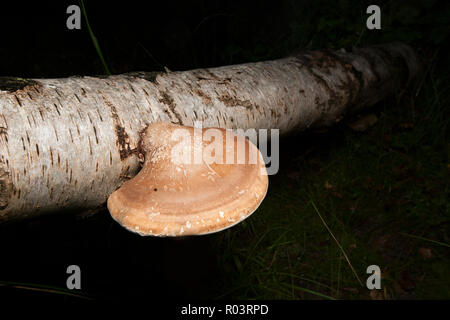 Birch polypore funghi, noto anche come Razorstrop funghi, Fomitopsis betulina, che cresce su un caduto betulla nella nuova foresta in Hampshire England Regno Unito GB Foto Stock