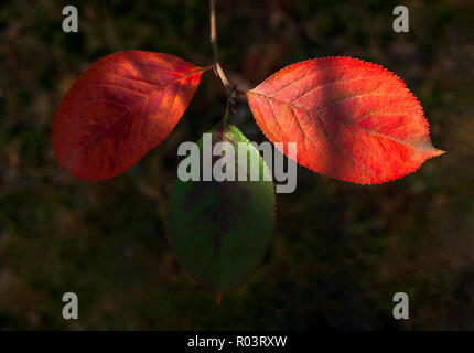 Luminoso evidenzia su tre verde e rosso cinabro, foglie di Mayday Tree (Prunus padus) nella foresta. I colori autunnali, il cambiamento delle stagioni concetto. Foto Stock