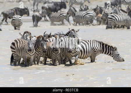 Le pianure Zebra (Equus quagga burchelli) allevamento bevendo acqua fangosa, Ngorongoro Conservation Area, Tanzania. Foto Stock