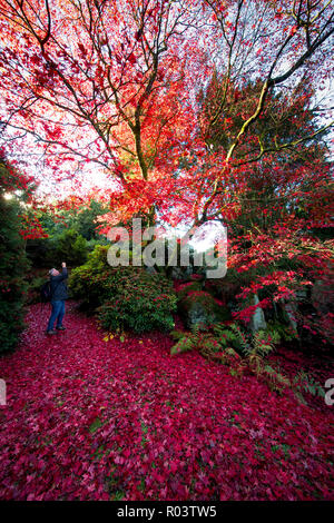 30/07/18 appena in tempo per la festa di Halloween, un tripudio di sangue rosso Colore di autunno telai China Garden a Biddulph Grange giardino, Staffordshire. Tutti i diritti Foto Stock