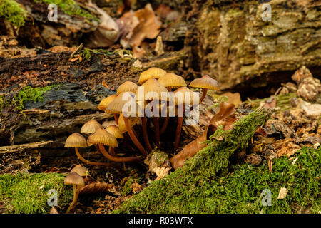 Mycena inclinata crescente sul marciume rami di alberi sul suolo della foresta Foto Stock