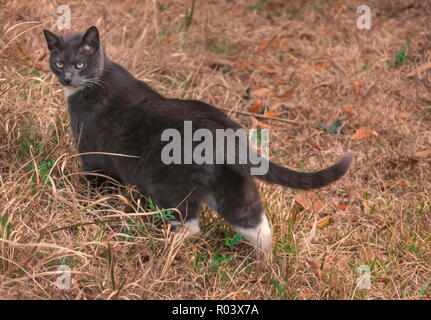 Sissy, una a pelo corto gatto domestico, è raffigurato al di fuori nel suo cortile, febbraio 20, 2011, in Mobile, Alabama. Foto Stock